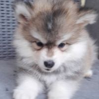 Pomsky mini #2