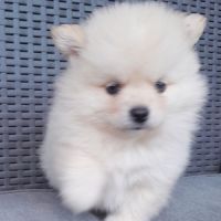 Pomsky mini #3