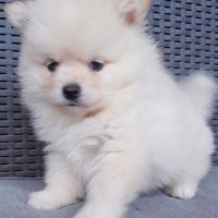 Pomsky mini #4