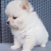Pomsky mini #5