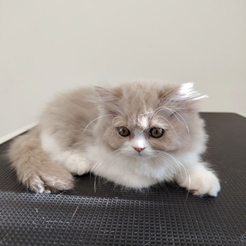 Jolis petits chatons british longhair #2