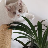 Jolis petits chatons british longhair #1