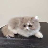 Jolis petits chatons british longhair #2