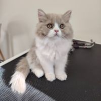 Jolis petits chatons british longhair #0