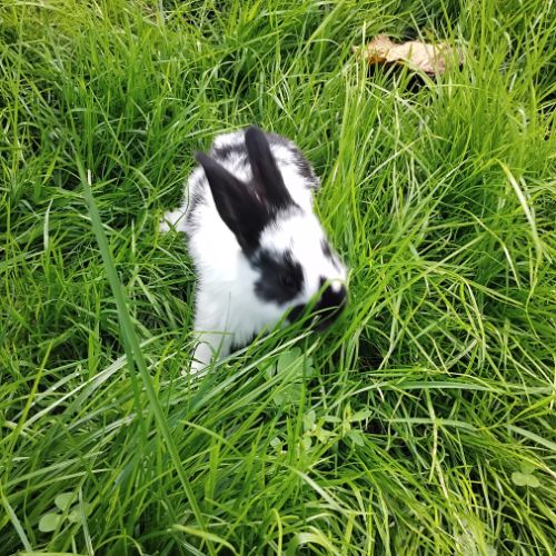 Lapins papillons français