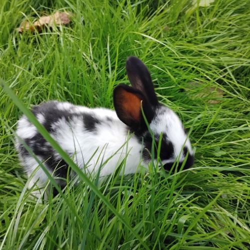 Lapins papillons français #2