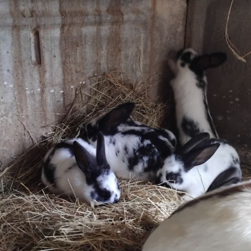 Lapins papillons français #3