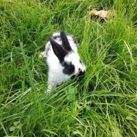 Lapins papillons français #0