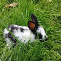 Lapins papillons français #2