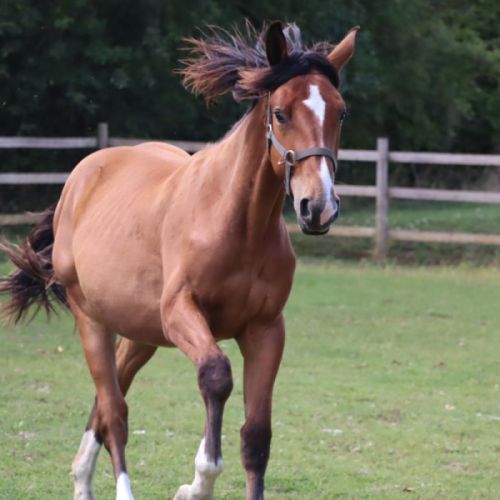 Poulain de sport/loisir