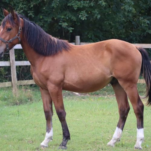 Poulain de sport/loisir #3