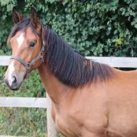 Poulain de sport/loisir #1
