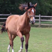 Poulain de sport/loisir