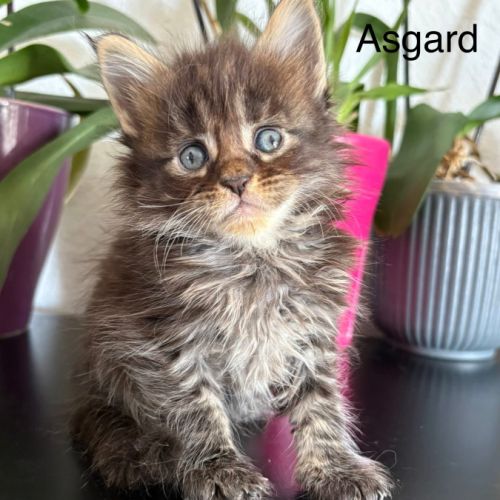 Chatons maine coon inscrits au loof #0