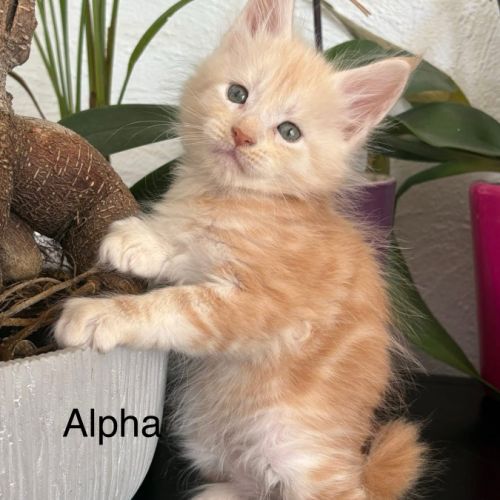 Chatons maine coon inscrits au loof #2