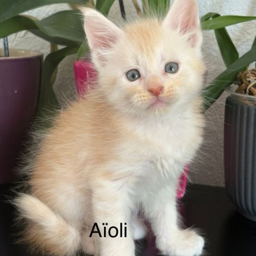 Chatons maine coon inscrits au loof #5