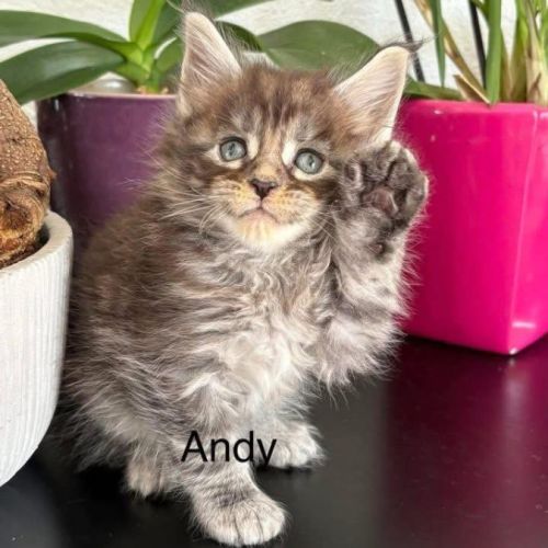 Chatons maine coon inscrits au loof #6