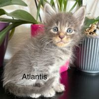 Chatons maine coon inscrits au loof #3