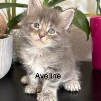 Chatons maine coon inscrits au loof #4
