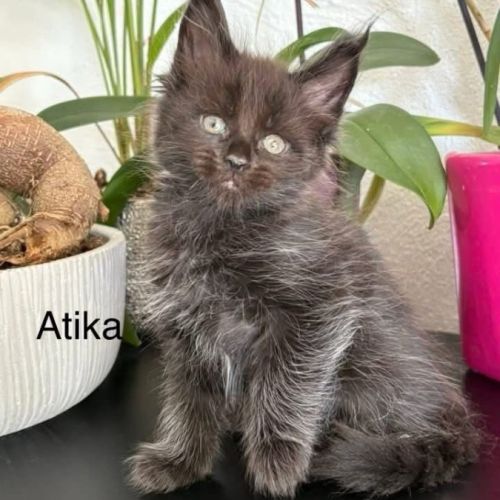 Chaton maine coon #0