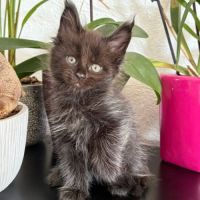 Chaton maine coon loof #1