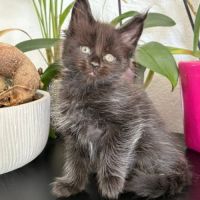 Chaton maine coon loof #2