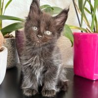 Chaton maine coon loof