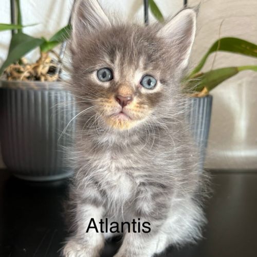 Superbes chatons maine coon #3