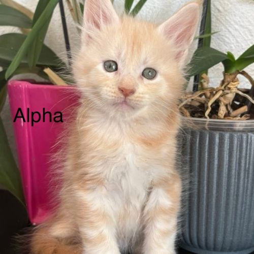 Superbes chatons maine coon #4