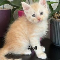 Superbes chatons maine coon