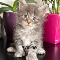Superbes chatons maine coon #2