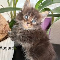 Superbes chatons maine coon #5
