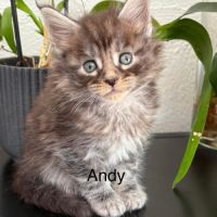 Superbes chatons maine coon #6