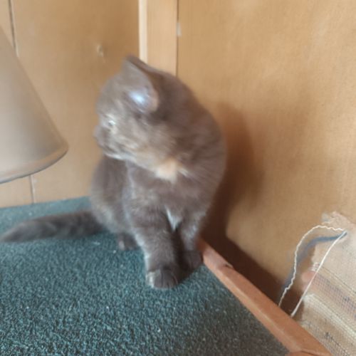 Un male et une femelle british shorthair #1