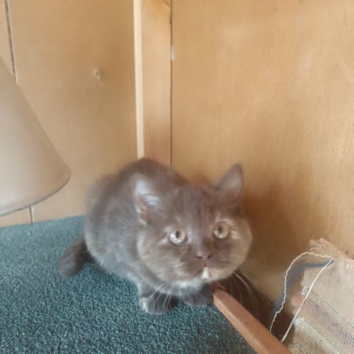 Un male et une femelle british shorthair #2