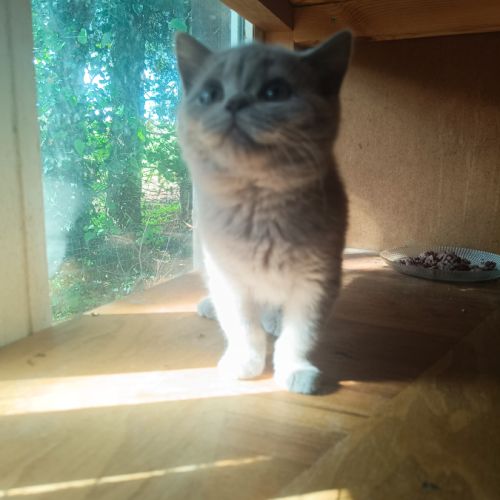 Un male et une femelle british shorthair #3