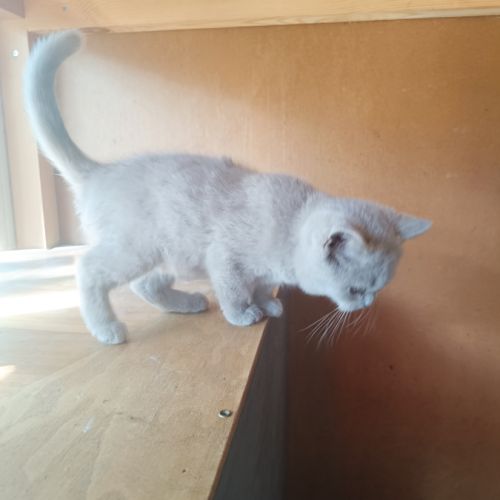 Un male et une femelle british shorthair #4