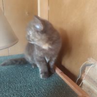 Un male et une femelle british shorthair #1