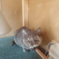 Un male et une femelle british shorthair #2