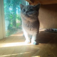 Un male et une femelle british shorthair #3