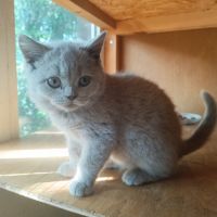 Un male et une femelle british shorthair #0