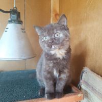 Un male et une femelle british shorthair #6