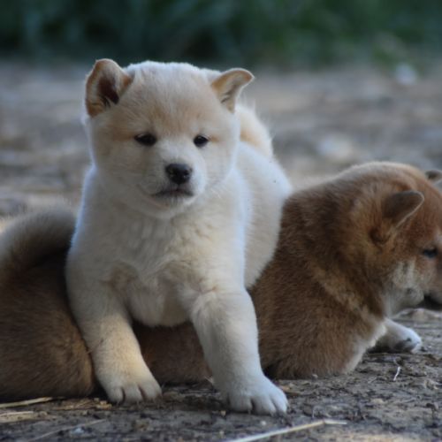 Chiots type shiba inu blanc/roux/noir #2