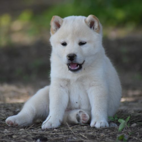 Chiots type shiba inu blanc/roux/noir