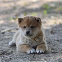 Chiots type shiba inu blanc/roux/noir #1