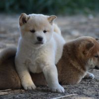Chiots type shiba inu blanc/roux/noir #2