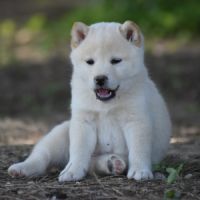 Chiots type shiba inu blanc/roux/noir