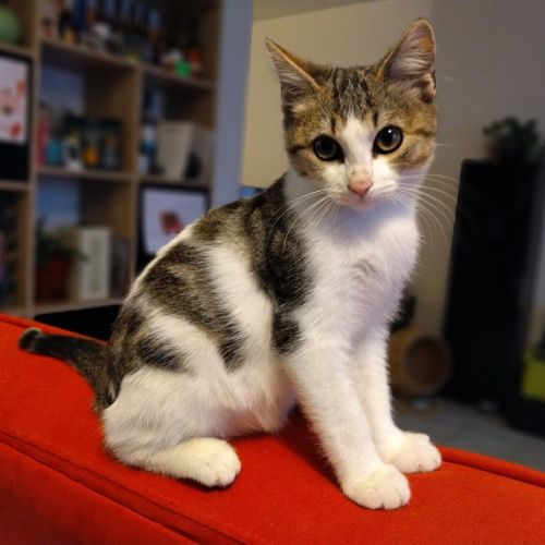 Verso le gentil bavard #2