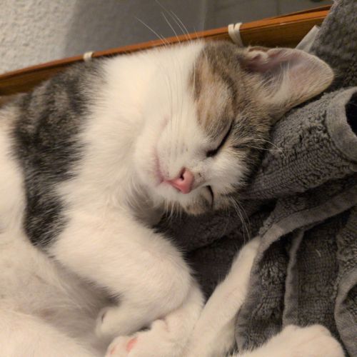 Verso le gentil bavard #3