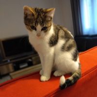 Verso le gentil bavard #0